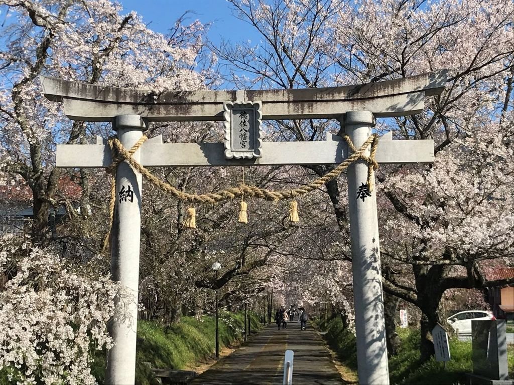 🌸 도쿠사 하치만구 국가지정 명승 수양벚나무 (토쿠사 하치만구 쿠니노메이쇼시다레자쿠라) 이미지 5